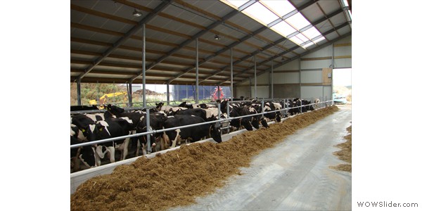 nieuwe stal